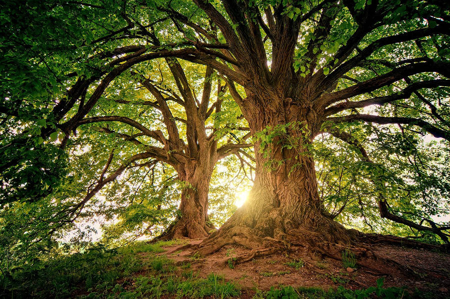 Królestwo drzew: Fascynujący świat największych i najstarszych organizmów na Ziemi